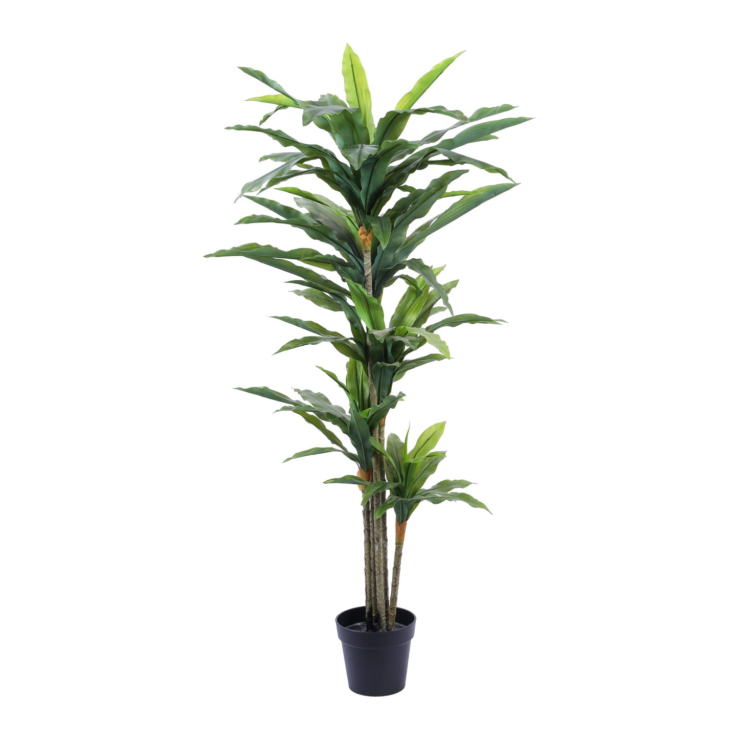 Artificial Dracaena Plant in Black Pot (6 Feet)