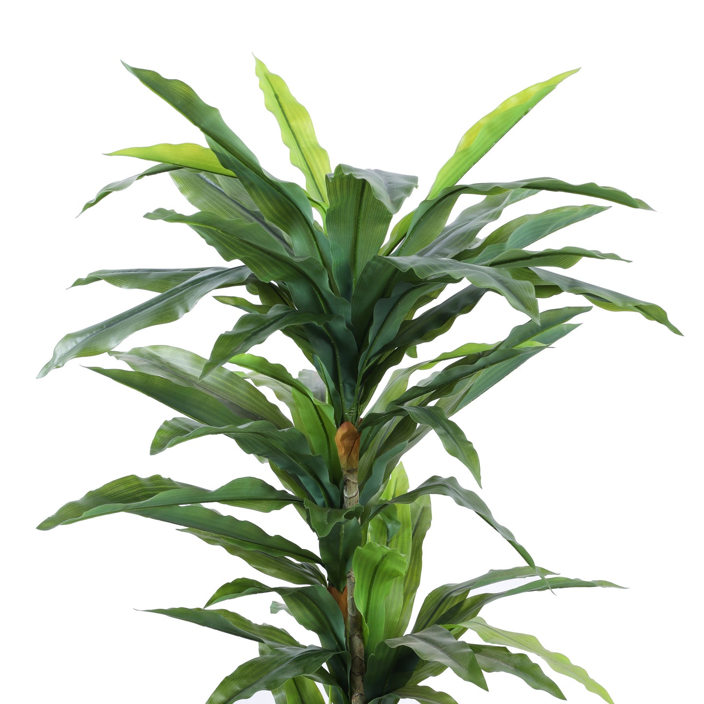 Artificial Dracaena Plant in Black Pot (6 Feet)