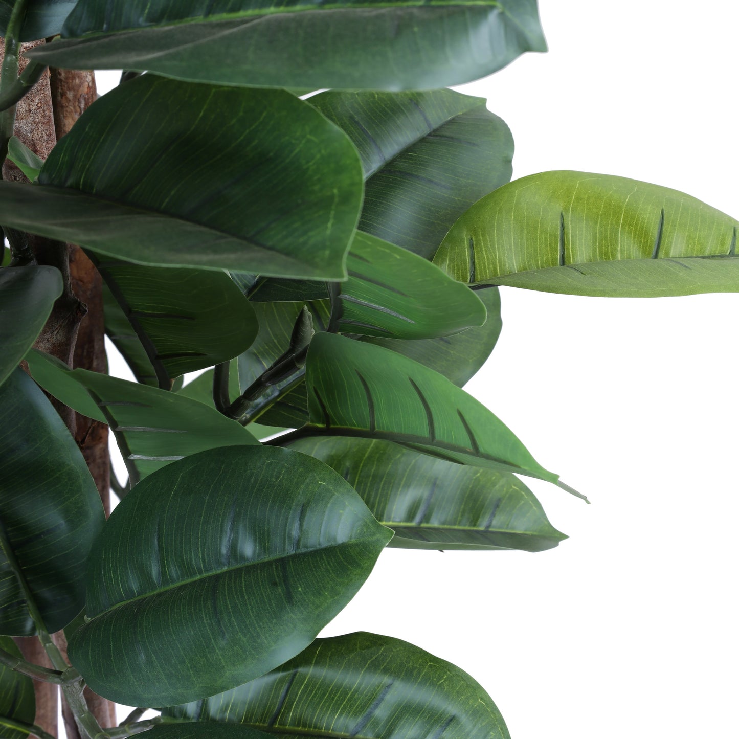 Artificial Rubber Tree in Black Pot (5 Feet)