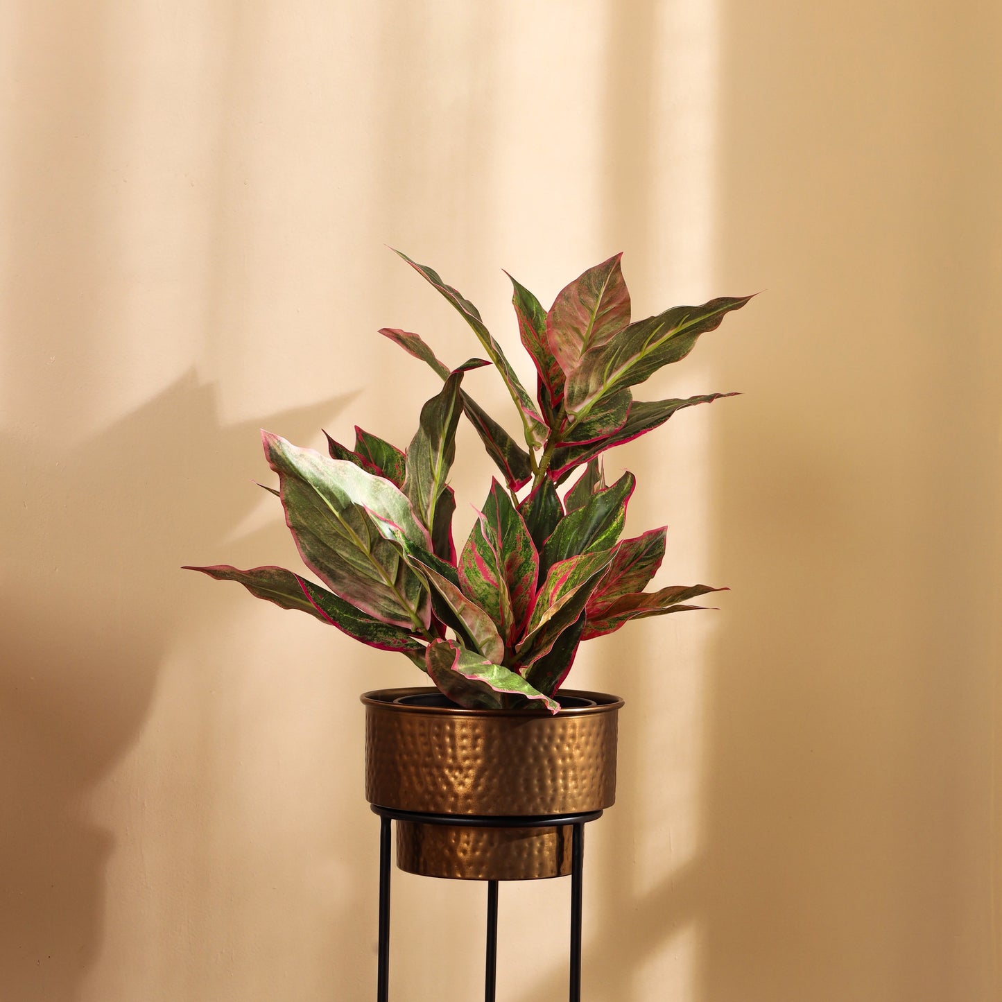 Artificial Green Dieffenbachia Potted Plant (2 Feet)