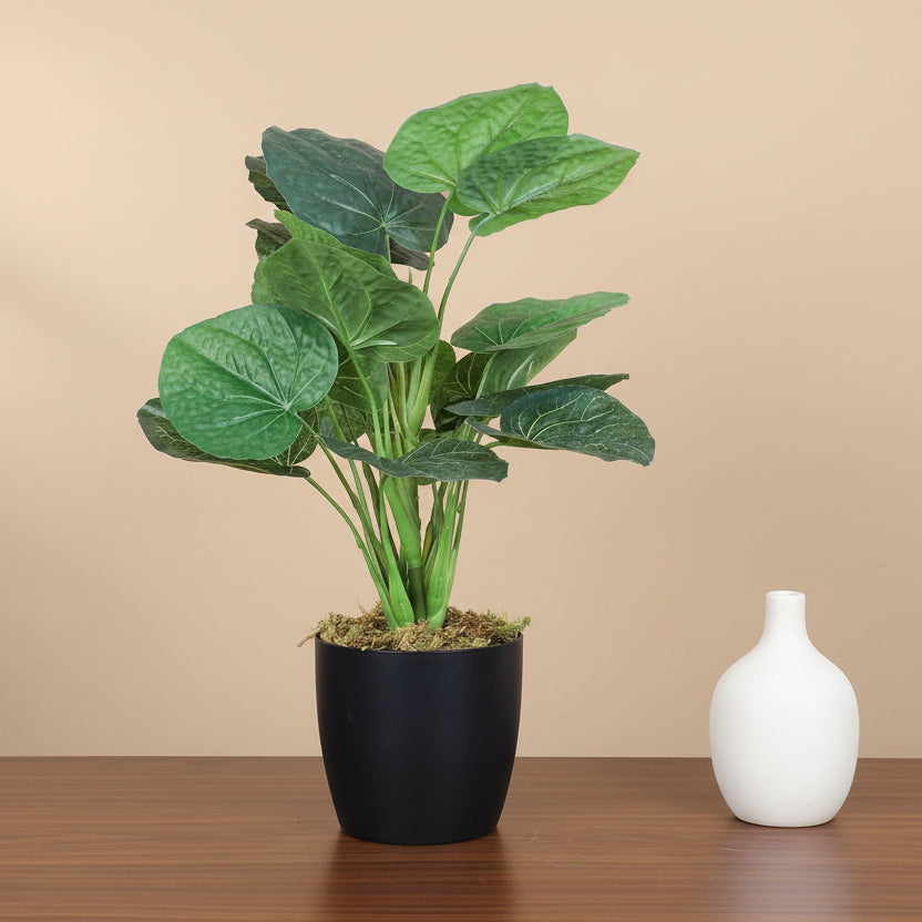 1.8 Feet Artificial Betel Leaf Plant with Pot- Premium Artificial Plant with Pot for Home and Office Decor for indoor and outdoor use 