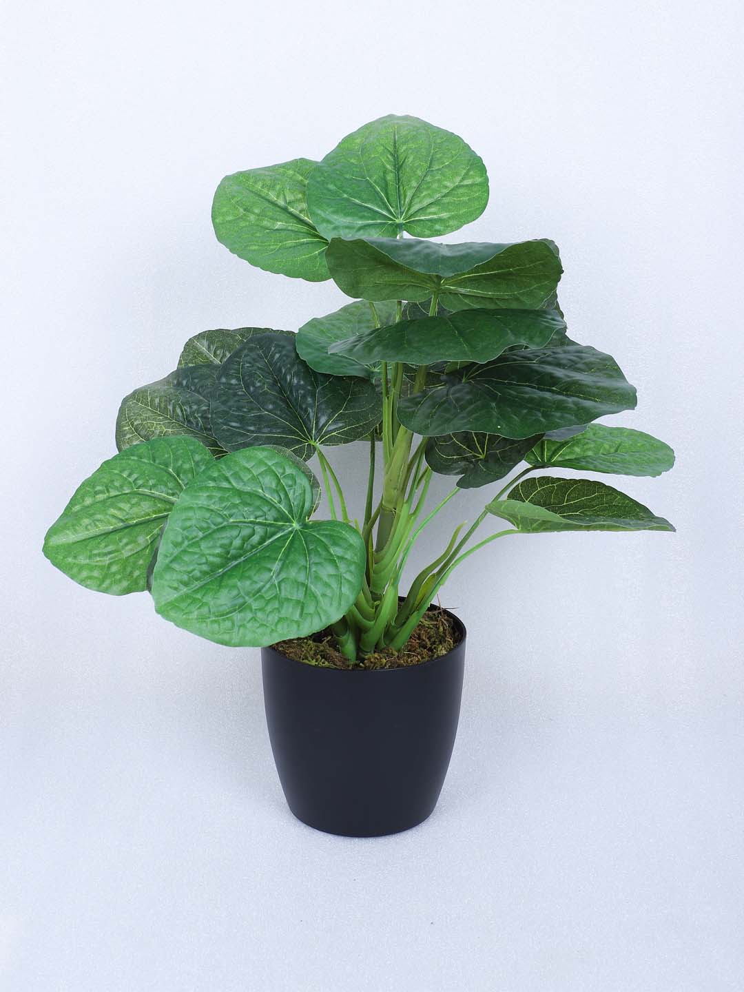1.8 Feet Artificial Betel Leaf Plant with Pot- Premium Artificial Plant with Pot for Home and Office Decor for indoor and outdoor use 