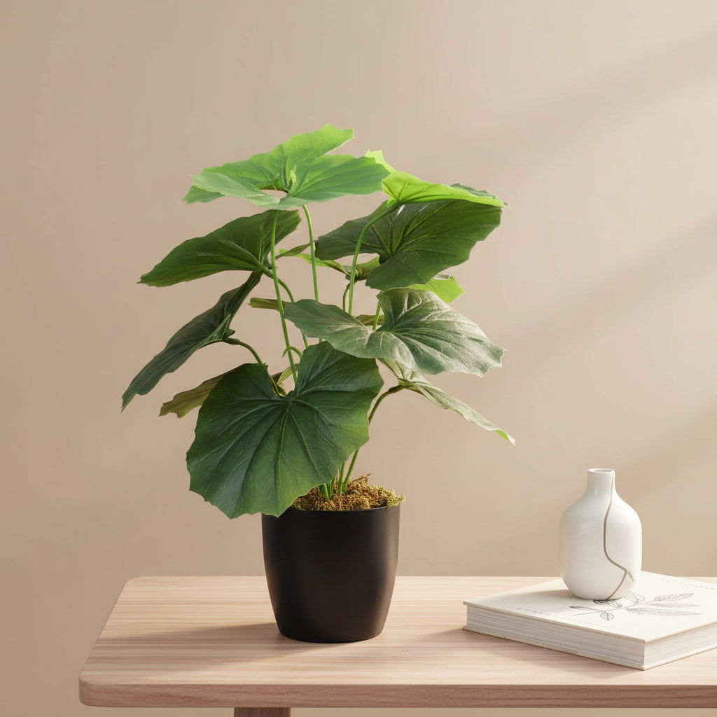 1.8 Feet Luxe Artificial Green Begonia Leaf Plant with 12 Big Leaves with Pot- Premium Artificial Plant for Home and Interior Decor for indoor and outdoor use 