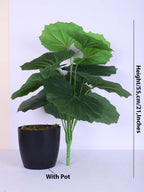 1.8 Feet Luxe Artificial Green Begonia Leaf Plant with 12 Big Leaves with Pot- Premium Artificial Plant for Home and Interior Decor for indoor and outdoor use 