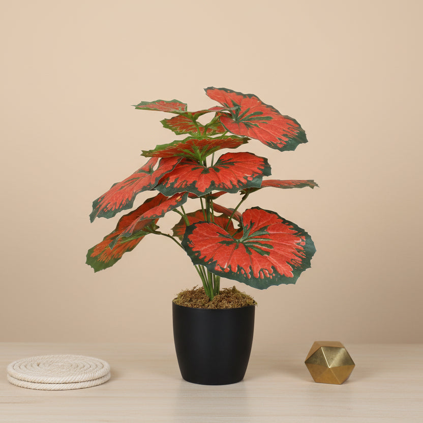 1.8 Feet Luxe Artificial Red Begonia Leaf Plant with 12 Big Leaves with Pot- Premium Artificial Plant for Home and Interior Decor for indoor and outdoor use 