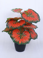 1.8 Feet Luxe Artificial Red Begonia Leaf Plant with 12 Big Leaves with Pot- Premium Artificial Plant for Home and Interior Decor for indoor and outdoor use 