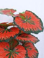1.8 Feet Luxe Artificial Red Begonia Leaf Plant with 12 Big Leaves with Pot- Premium Artificial Plant for Home and Interior Decor for indoor and outdoor use 