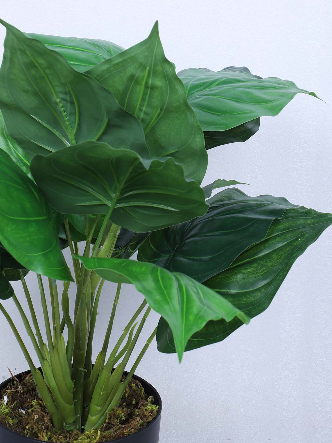 1.8 Feet Premium Artificial Diffenbachia Leaf Plant with Pot- Premium Artificial Plant for Home and Office Decor for indoor and outdoor use 