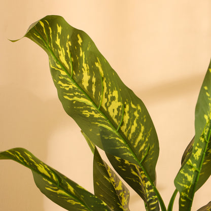 Artificial Dieffenbachia Plant for Home Décor – Realistic Indoor Plant (With Pot, 5.5 Feet)