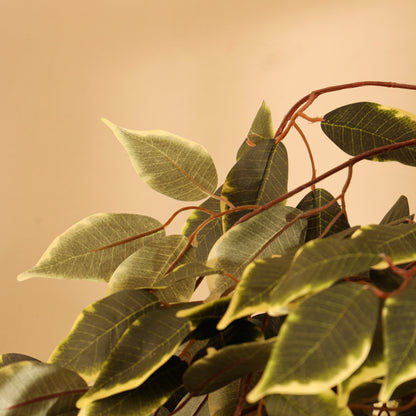 Artificial Variegated Ficus Plant – With Pot (5 Feet)