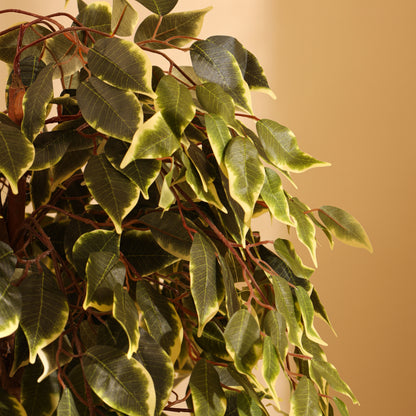 Artificial Variegated Ficus Plant – With Pot (5 Feet)