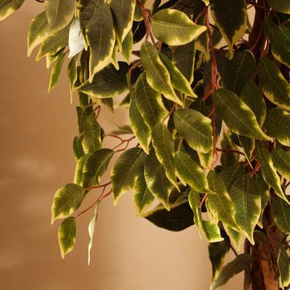 Artificial Variegated Ficus Plant – With Pot (5 Feet)