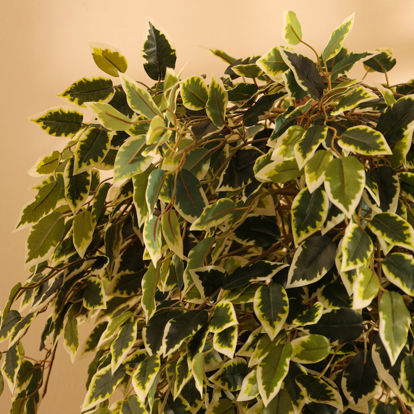 Artificial Variegated Ficus Bonsai – With Pot (5.5 Feet)