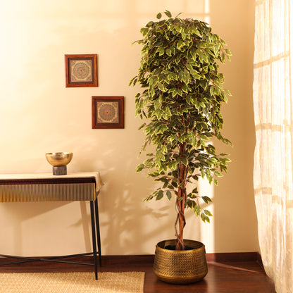 Artificial Variegated Ficus Plant – With Pot (7 Feet)