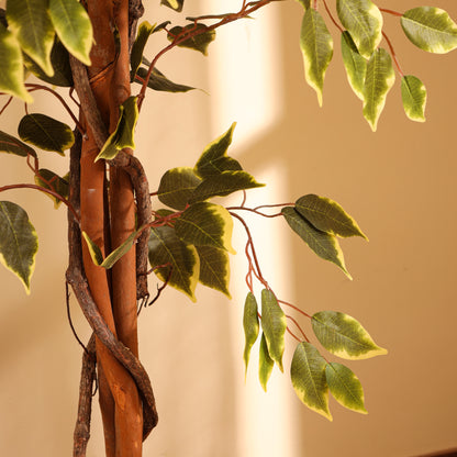 Artificial Variegated Ficus Plant – With Pot (7 Feet)