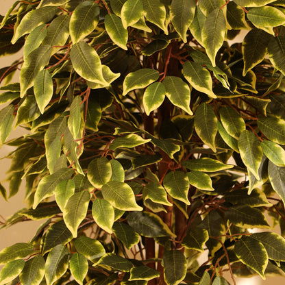 Artificial Variegated Ficus Plant – With Pot (7 Feet)