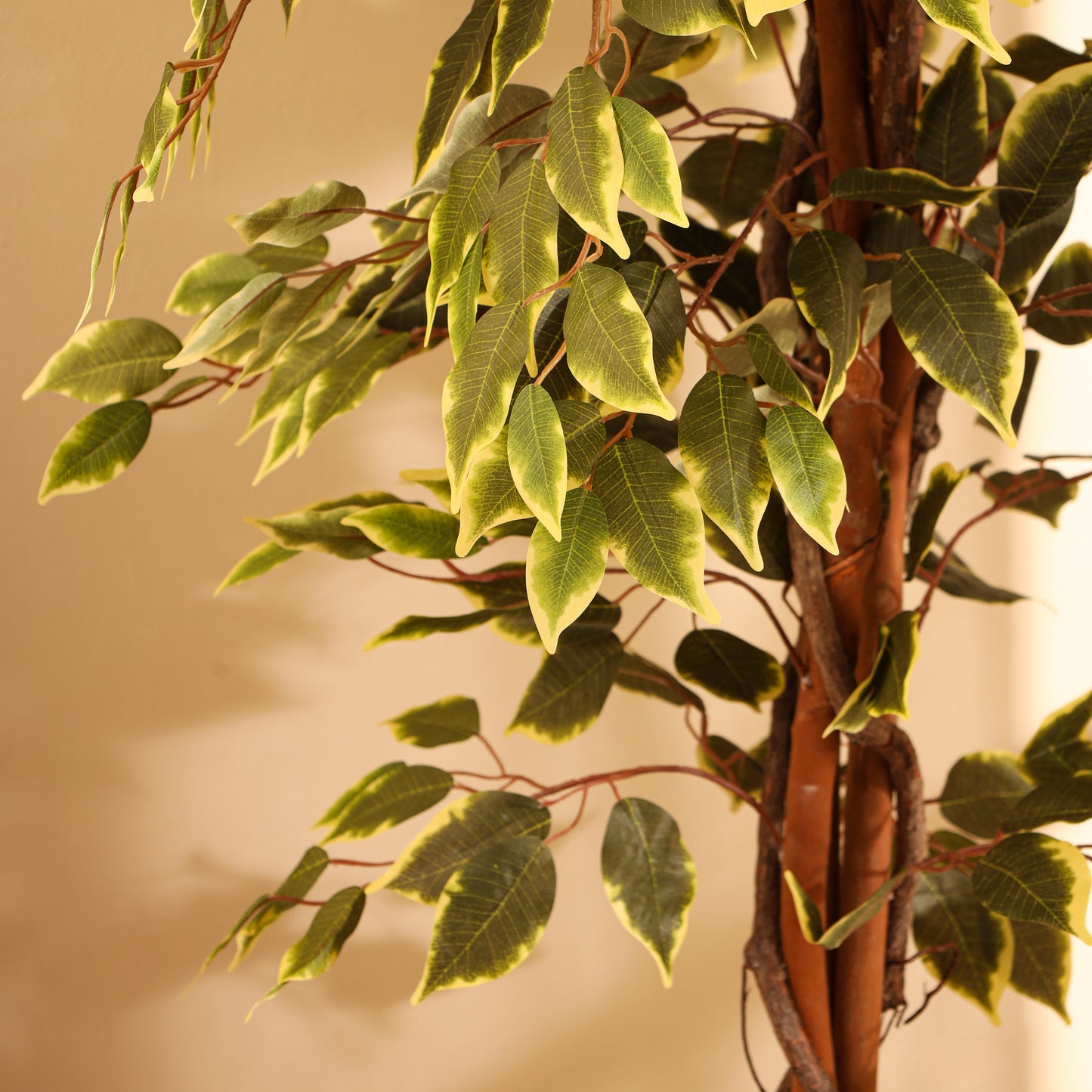 Artificial Variegated Ficus Plant – With Pot (7 Feet)