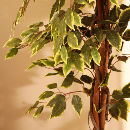 Artificial Variegated Ficus Plant – With Pot (7 Feet)