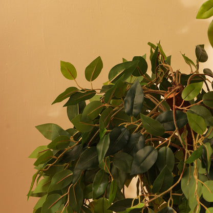 Artificial Green Ficus Bonsai for Home Décor – Realistic Indoor Plant (With Pot, 5.5 Feet)