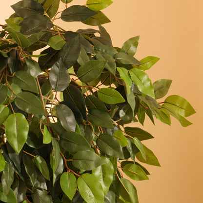 Artificial Green Ficus Bonsai for Home Décor – Realistic Indoor Plant (With Pot, 5.5 Feet)