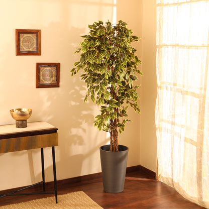 Artificial Variegated Ficus Plant – With Pot (6 Feet)