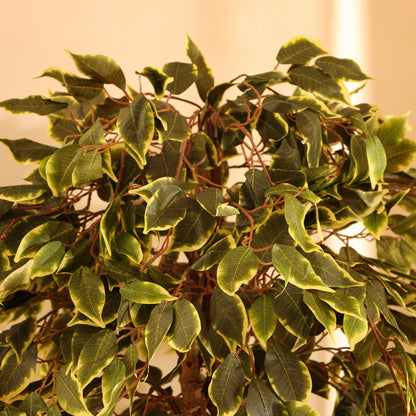 Artificial Variegated Ficus Plant – With Pot (6 Feet)