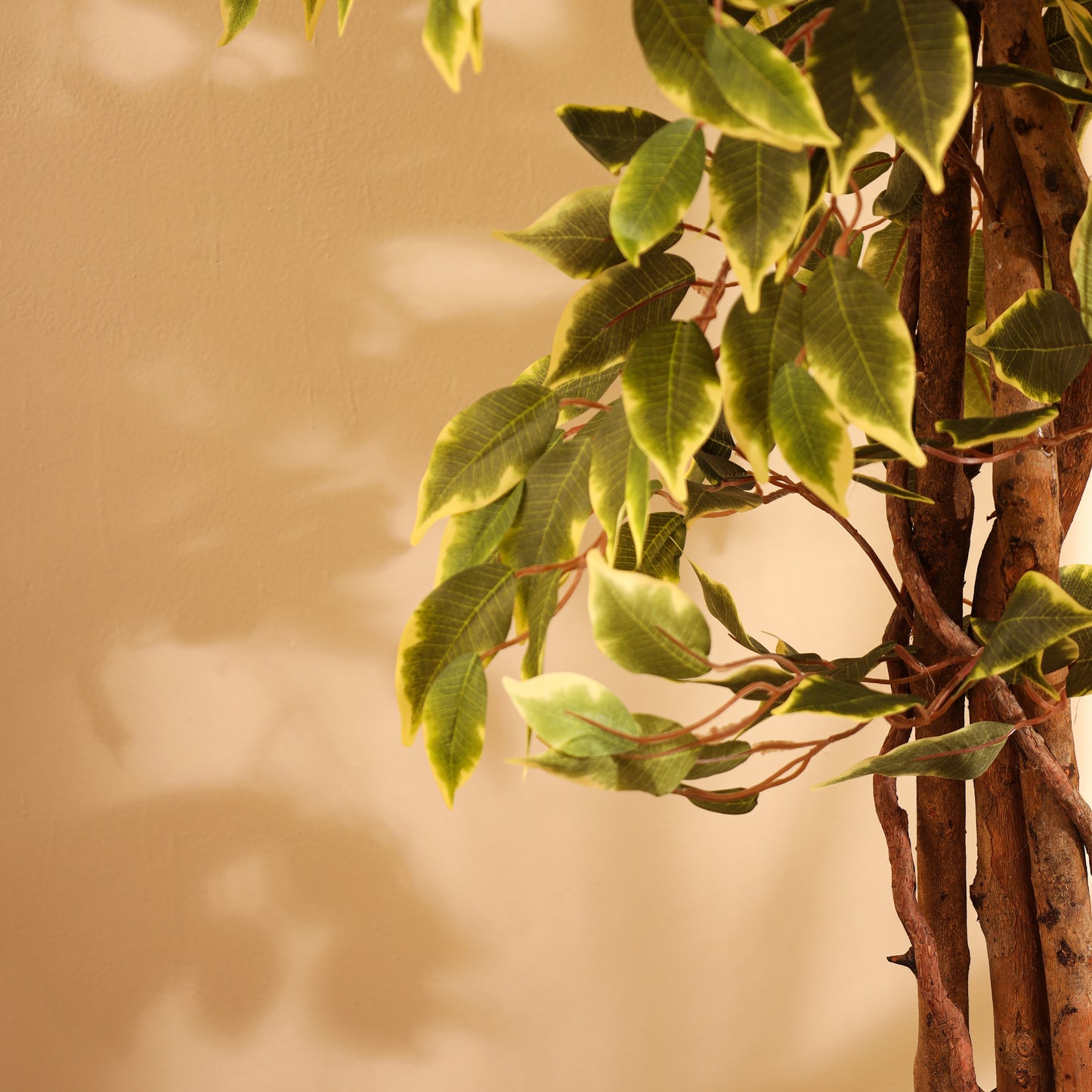 Artificial Variegated Ficus Plant – With Pot (6 Feet)