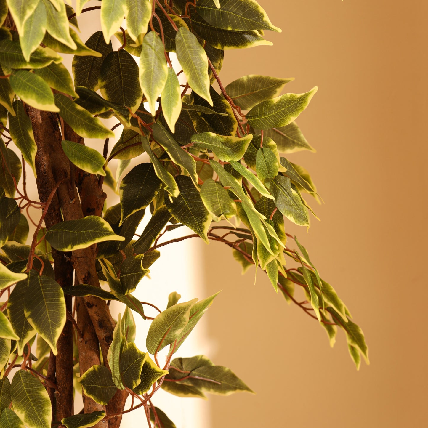 Artificial Variegated Ficus Plant – With Pot (6 Feet)