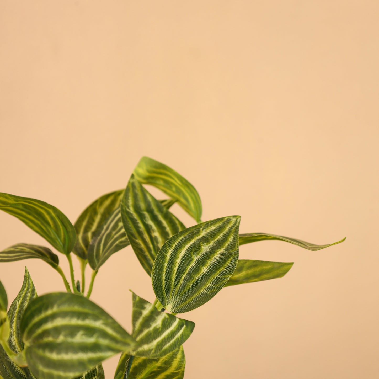 Artificial Potted Fittonia Plant for Home Décor – Realistic Indoor Plant (With Pot, 25 cm, Set of 2)