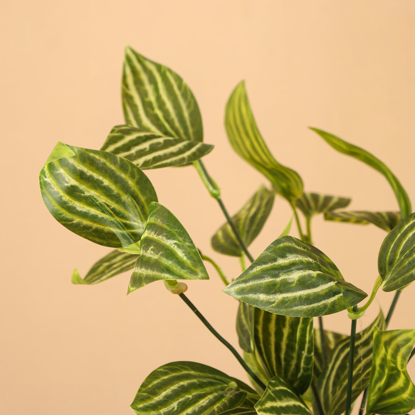 Artificial Potted Fittonia Plant for Home Décor – Realistic Indoor Plant (With Pot, 25 cm, Set of 2)