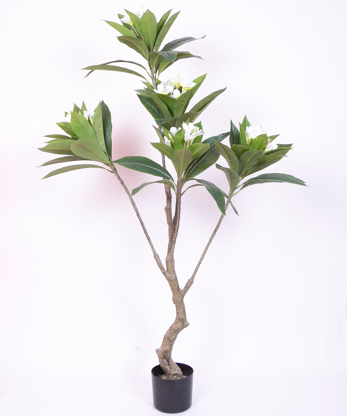 5 Feet Premium Artificial White Magnolia Flower Plant with Pot -Premium Artificial Plant for Interior/Office Decor for indoor and outdoor use