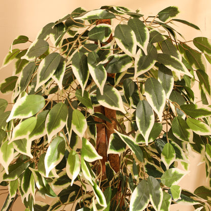 Artificial Variegated Ficus Plant – With Pot (4 Feet)