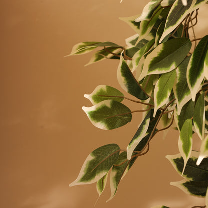 Artificial Variegated Ficus Plant – With Pot (4 Feet)