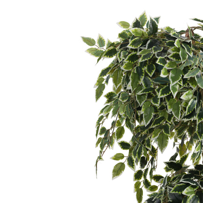 Artificial Variegated Ficus Bonsai – With Pot (5.5 Feet)