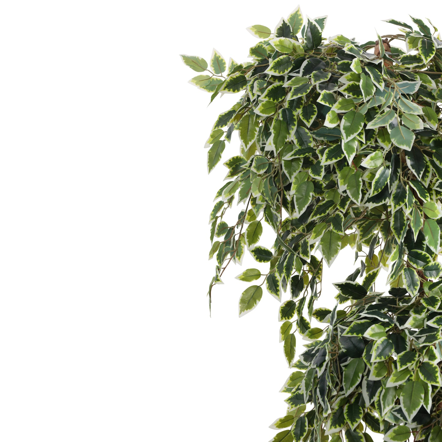 Artificial Variegated Ficus Bonsai – With Pot (5.5 Feet)