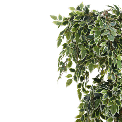 Artificial Variegated Ficus Bonsai – With Pot (5.5 Feet)