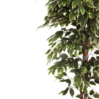 Artificial Variegated Ficus Plant – With Pot (7 Feet)