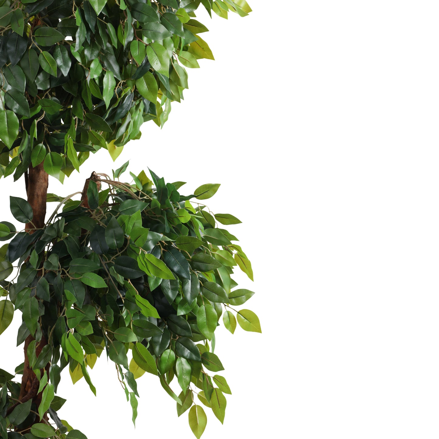 Artificial Green Ficus Bonsai for Home Décor – Realistic Indoor Plant (With Pot, 5.5 Feet)