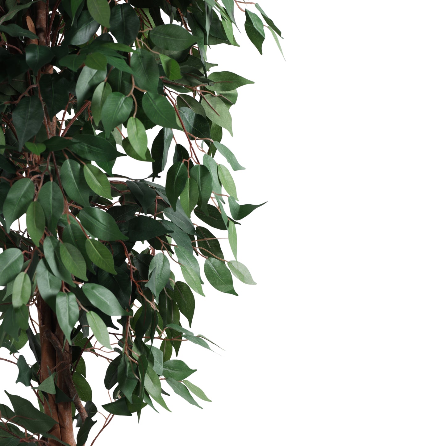 Artificial Green Ficus Plant for Home Décor – Realistic Indoor Plant (With Pot, 7 Feet)