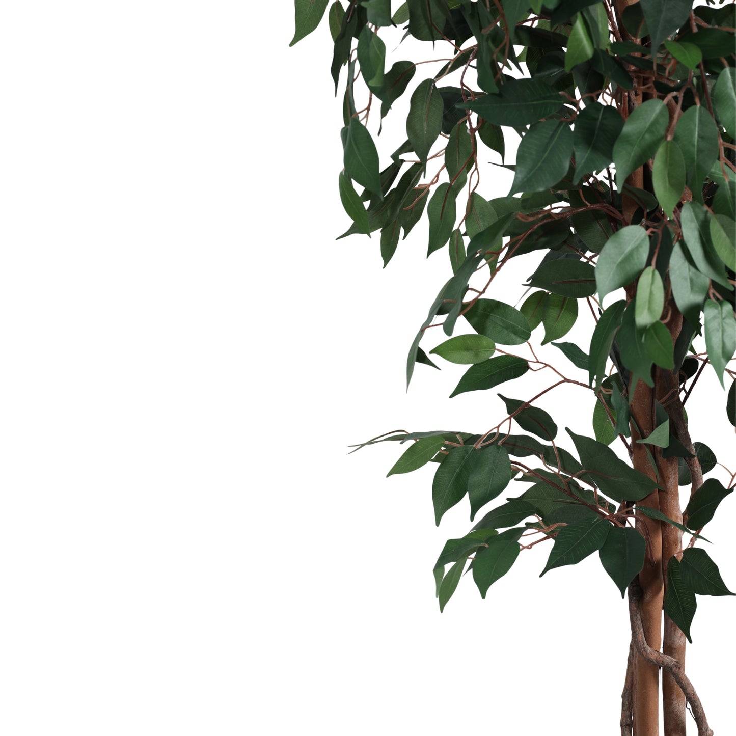 Artificial Green Ficus Plant for Home Décor – Realistic Indoor Plant (With Pot, 7 Feet)