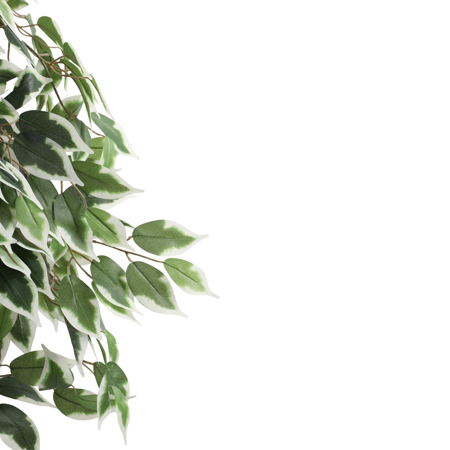 Artificial Variegated Ficus Plant – With Pot (4 Feet)