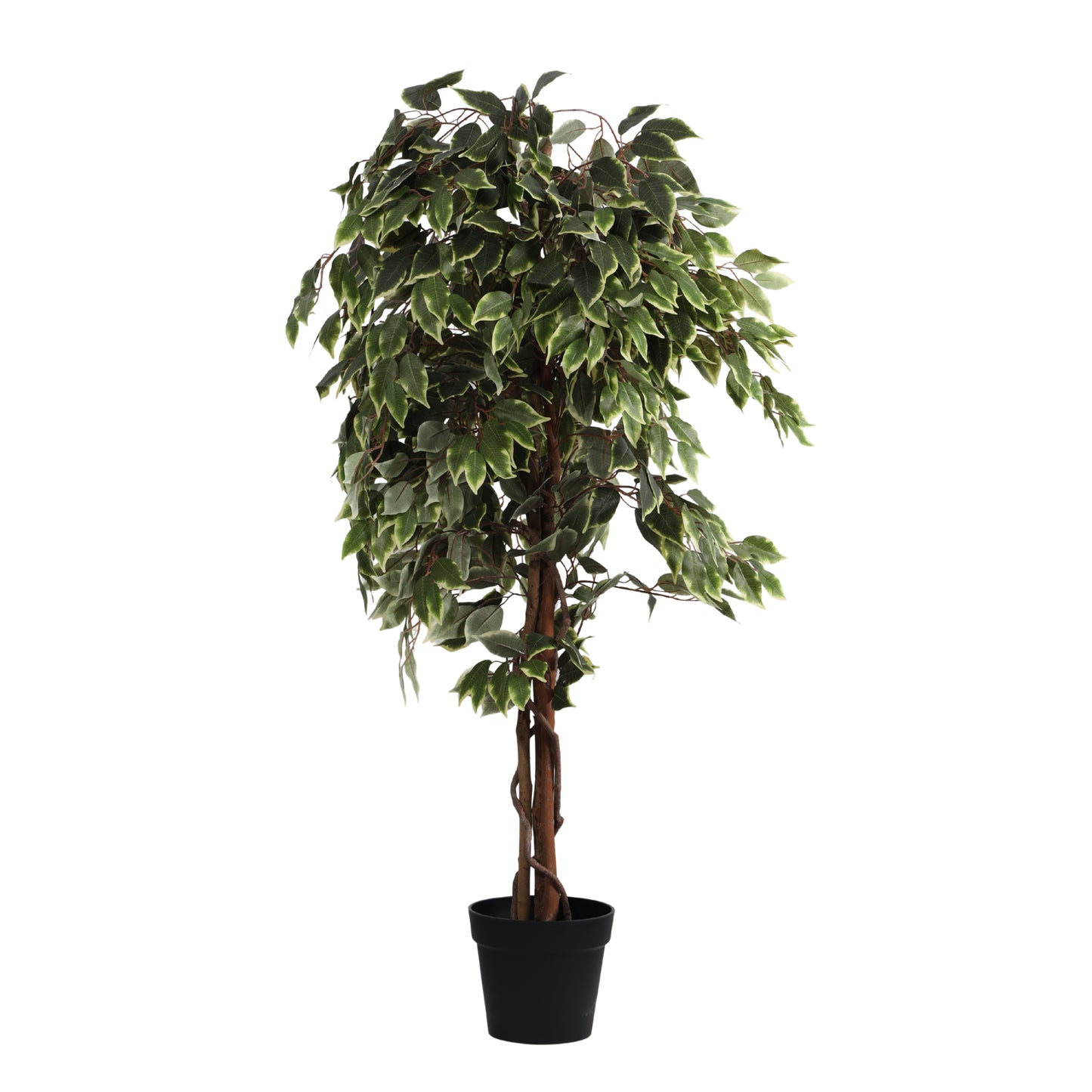 Artificial Variegated Ficus Plant – With Pot (5 Feet)