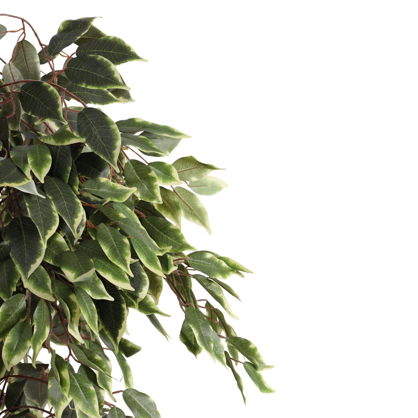 Artificial Variegated Ficus Plant – With Pot (5 Feet)