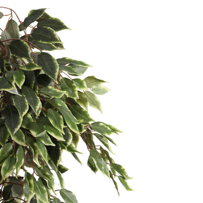 Artificial Variegated Ficus Plant – With Pot (5 Feet)