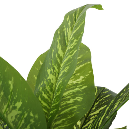 Artificial Dieffenbachia Plant for Home Décor – Realistic Indoor Plant (With Pot, 3 Feet)