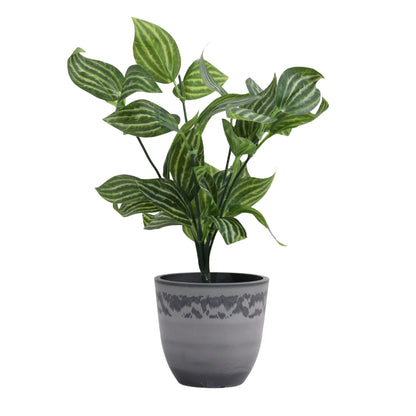 Artificial Potted Fittonia Plant for Home Décor – Realistic Indoor Plant (With Pot, 25 cm, Set of 2)
