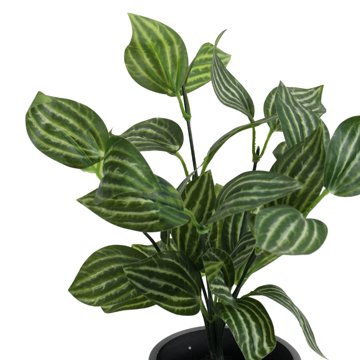 Artificial Potted Fittonia Plant for Home Décor – Realistic Indoor Plant (With Pot, 25 cm, Set of 2)