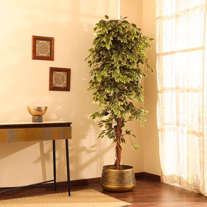 Artificial Variegated Ficus Plant – With Pot (7 Feet)