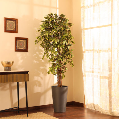 Artificial Variegated Ficus Plant – With Pot (6 Feet)