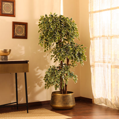 Artificial Variegated Ficus Bonsai – With Pot (5.5 Feet)